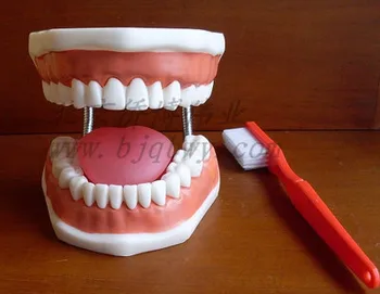 מנופחים שן טיפול בריאות מודל טיפולי שיניים המודל בפה מלא דגם עם הלשון